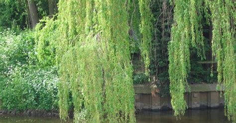 What Is The Meaning Of The Willow Tree Ehow Uk