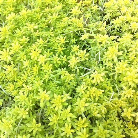 Ground Cover Sedum Yellow Flowers Ground Cover Good