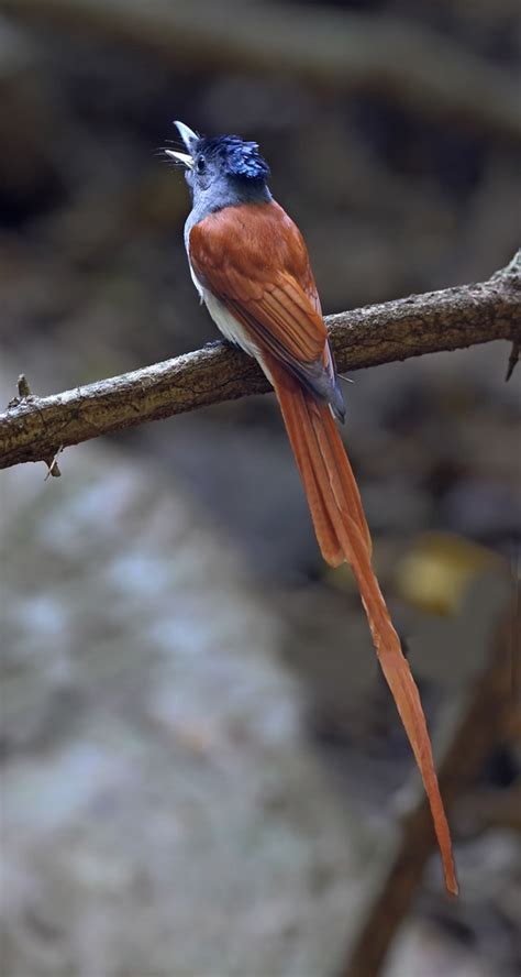 asian paradise flycatcher terpsiphone paradisi 寿带鸟 flickr