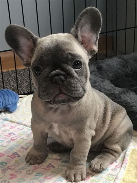 57 Pic Of French Bulldog Puppies Pic Bleumoonproductions