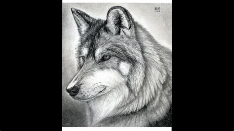 How To Draw A Black And White Wolf Wolf Photo Grey Wolf Laying On