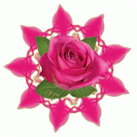 Rose Roses Sticker Rose Roses Pink Roses Discover Share Gifs