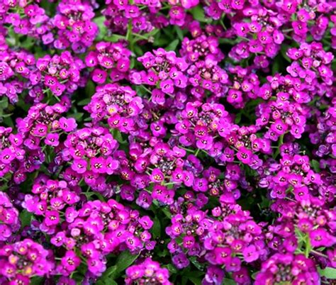 Alyssum Purple Royal Carpet Bulk Seeds Lobularia Maritima