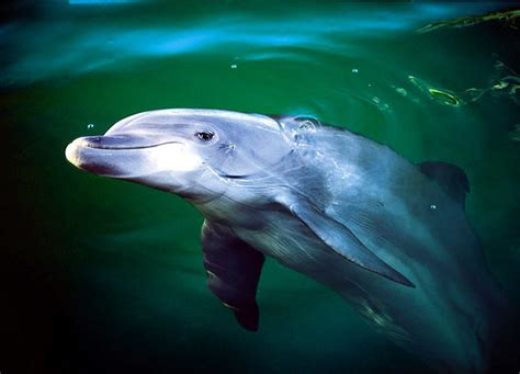 Bottlenose Dolphin North America Discovery