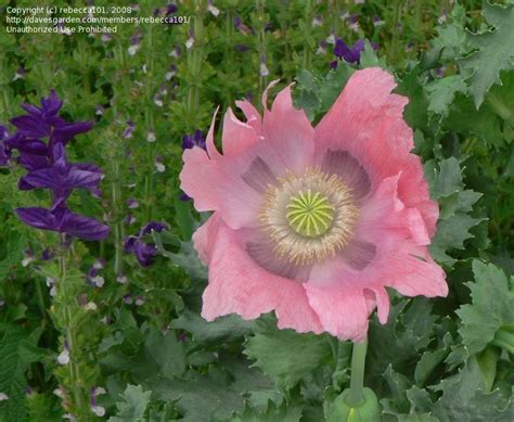 plantfiles pictures papaver breadseed poppy lettuce leaf poppy opium poppy imperial pink
