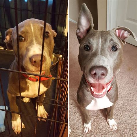 30 Photos Of Dogs Before And After Their Adoption That Will Melt Your