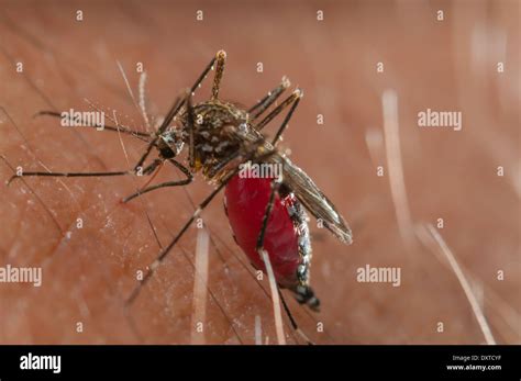 Aedes Japonicus Invasive Mosquito Species To Central Europe