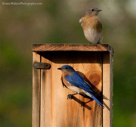 Blue Birds Nesting In Roebuck Springs The Locust Fork News Journal
