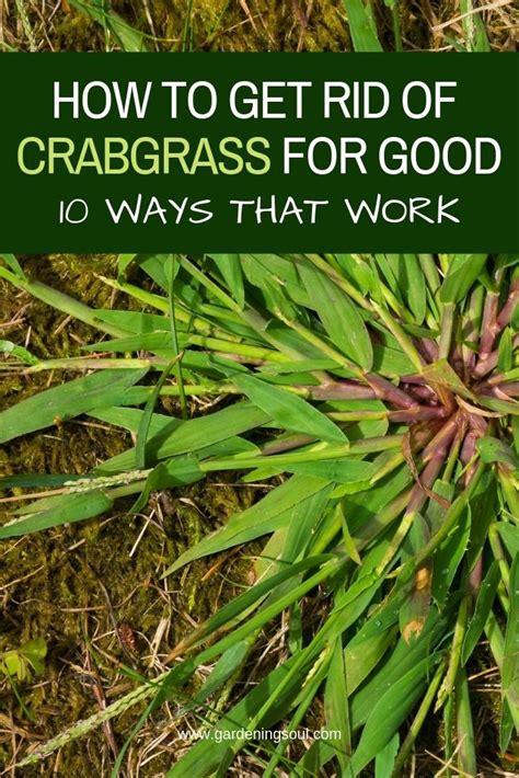 How To Get Rid Of Crabgrass For Good 10 Ways That Work Crab Grass