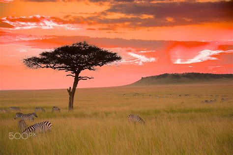 🇰🇪 Colorful Savanna Sunset Kenya By Morris Thurston 🌅 Savanna