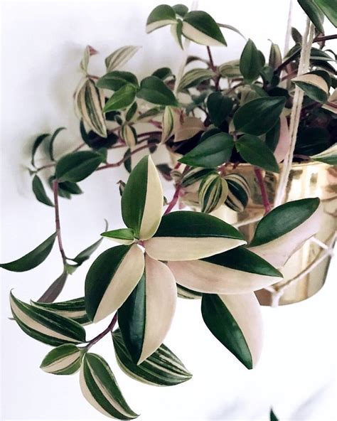 The Best Colorful House Plants To Add Style To Your Home Jojotastic