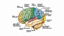 Il nostro cervello