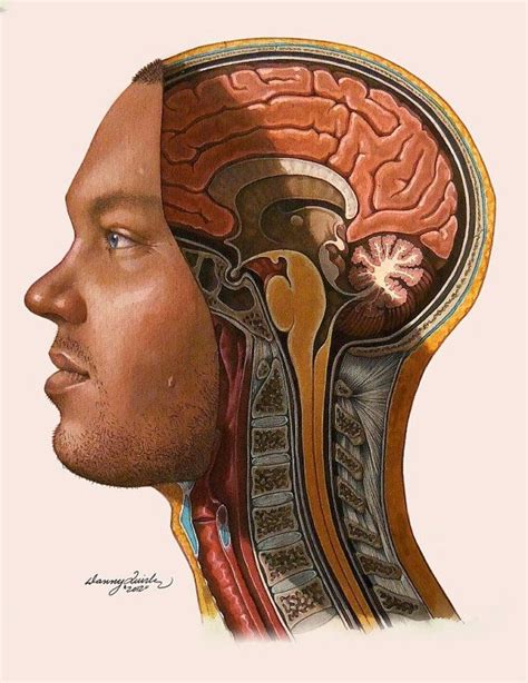 Head Hemisection Danny Quirk Art Anatomy Art Interesting Art Art