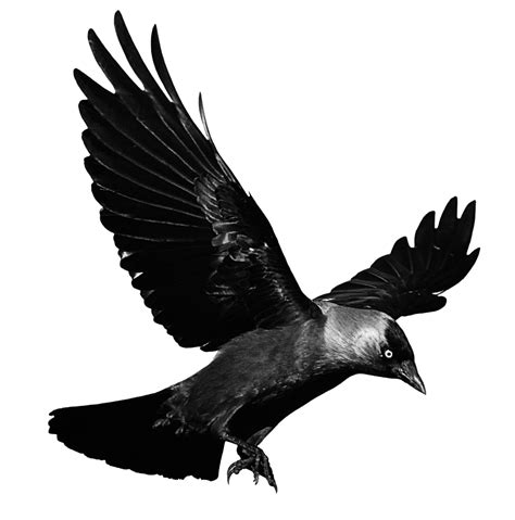 Download Raven Flying Transparent Background Hq Png Image Freepngimg
