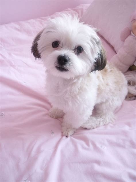 My Cute Maltese Shih Tzu I Want A Dog Pinterest