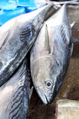 Fresh Tuna Fish Stock Photo Download Image Now Istock