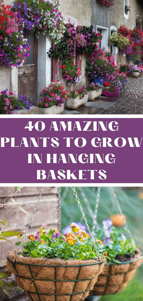 40 Amazing Plants To Grow In Hanging Baskets In 2023 Hanging