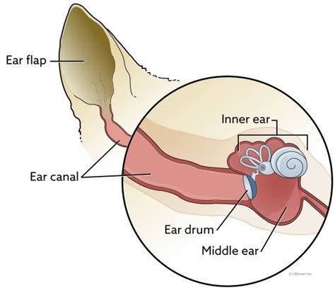 Ear Infections In Dogs Otitis Externa Vca Animal Hospital