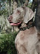 Weimaraner Breed Guide - Learn about the Weimaraner.