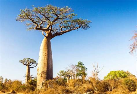 Tourism What To Know About The Iconic African Tree Baobab Tree