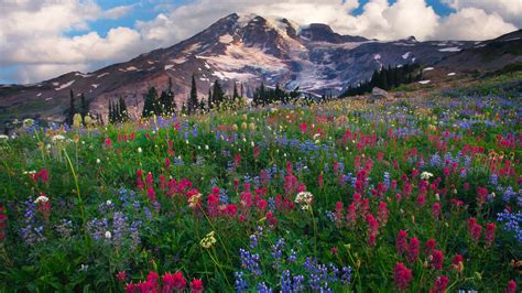 Lupine Blue And Red Wildflowers Mount Rainier The Highest Mountain In
