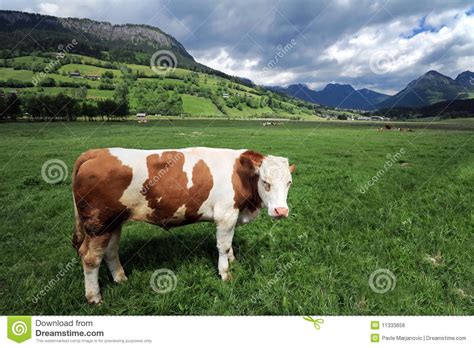 Cow In A Grass Field Stock Photo Image Of Tourism Steiermark 11333656