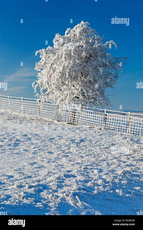 Small Tree And Fence Covered In Hoar Frost And Snow Stock Photo Alamy