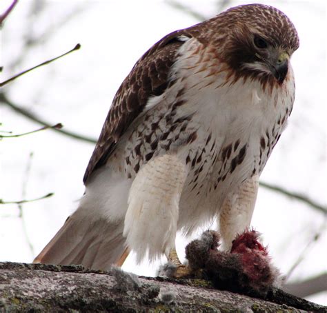 Red Tailed Hawk Birds Of Alabama · Inaturalist