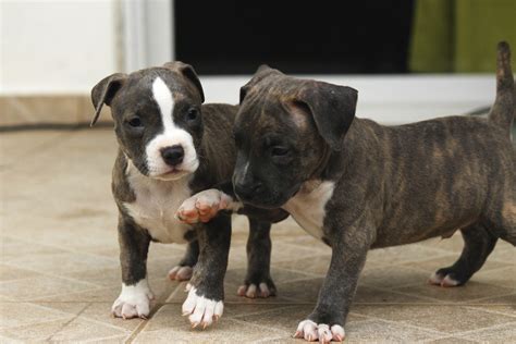 63 American Bull Terrier Puppies L2sanpiero