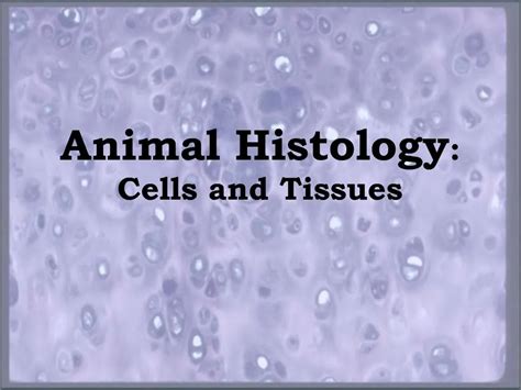 Ppt Animal Histology Cells And Tissues Powerpoint Presentation Free