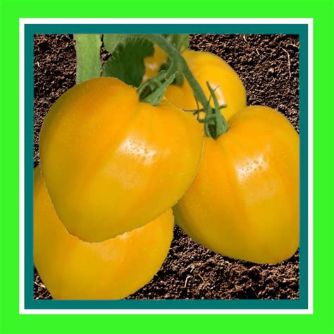 Tomato Oxheart Yellow Heritage Organic Open Pollinated Seeds