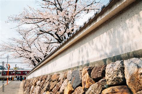 Cherry blossoms road near Koriyama castle in Nara, japan Stock Photo