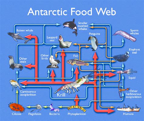 Habitats Food Chains And Webs Trophic Pyramid Maggies Science Connection