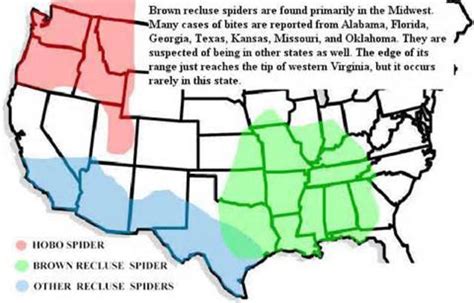 Most Venomous Spiders And Insects In North America Most Poisonous