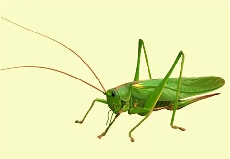 Top 10 Green Insects Amaze Vege Garden