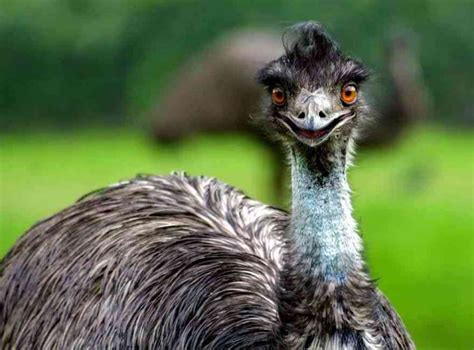 Emu Bird Interesting Facts Behavior Habitat And Other Information