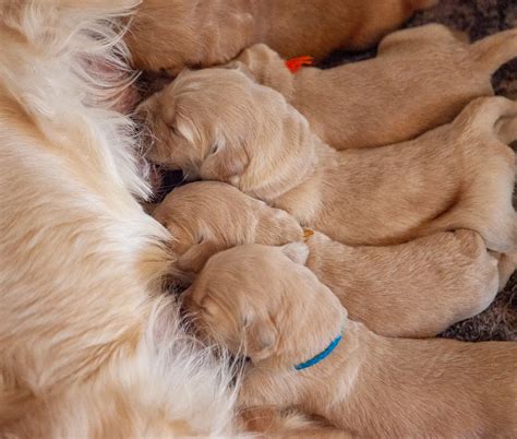 Whelping Moms And Sick Newborn Puppies Be Prepared