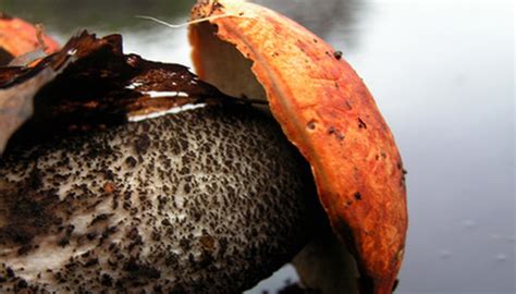 Mushroom Hunting In North Idaho Sciencing