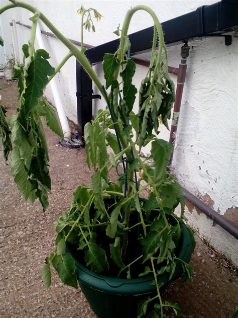 Why Are My Tomato Plants Wilting Plant Ideas