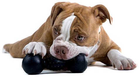 Best Indestructible Dog Toys For Tough Chewers The Munch Zone