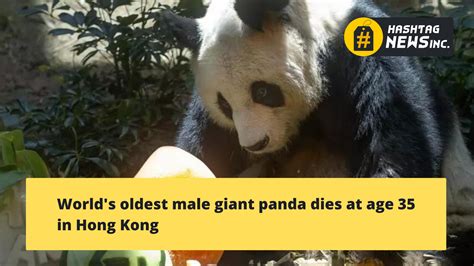Worlds Oldest Male Giant Panda Dies At Age 35 In Hong Kong Hashtag