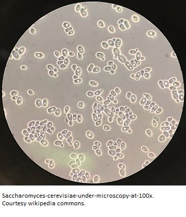 Saccharomyces Cerevisiae Not Just Bakers And Brewers Yeast
