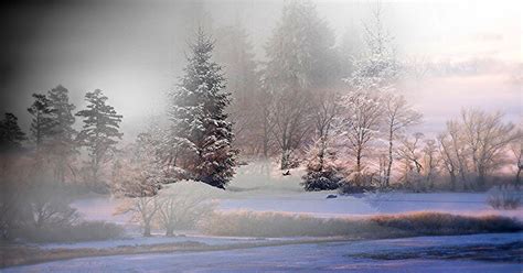 Fog In The Snowy Forest Image Free Stock Photo Public Domain Photo