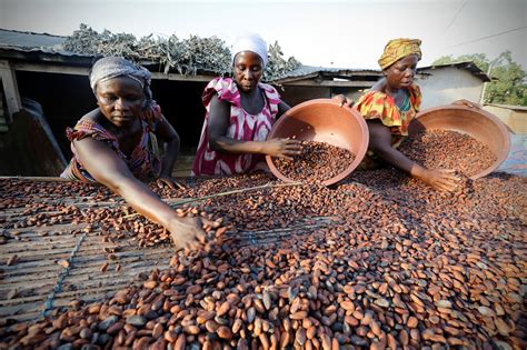 Africa In The News Côte Divoire And Ghana Set Cocoa Prices Emerging