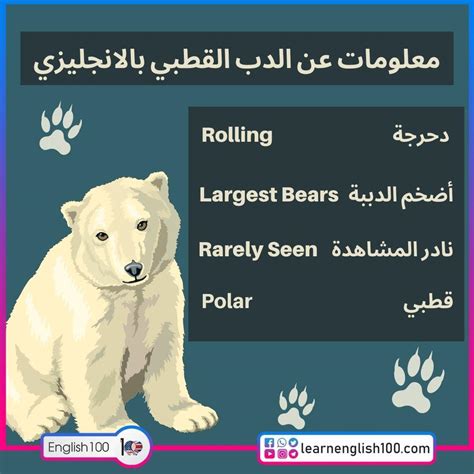 معلومات عن الدب القطبي للاطفال بالانجليزي