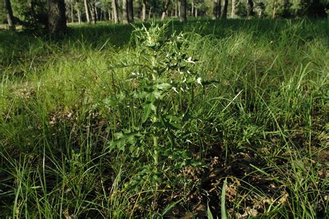 Noxious weeds of western texas. Pasture weeds, brush control topic for McGregor field day ...