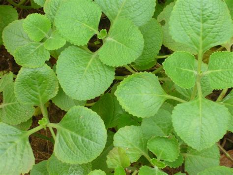 Indian Borage Fleshy Perennial Plant With An Oregano Flavour