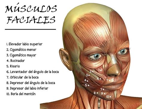 Entubat MÚsculos Faciales Musculos Faciales Anatomia Musculos
