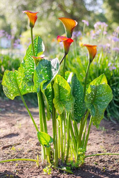 Calla Lily Care Growing Watering Flowering Propagation Plant Index
