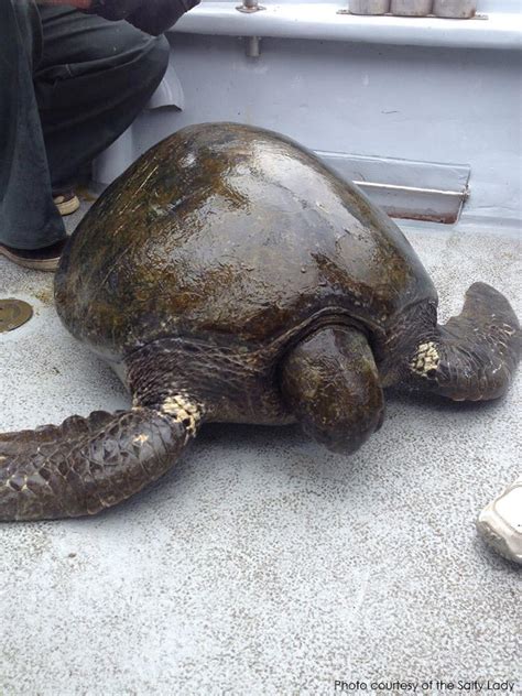 Fishermen Find Rare Green Sea Turtle Outside Golden Gate Sfgate Blog